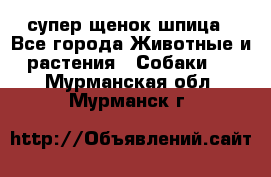 супер щенок шпица - Все города Животные и растения » Собаки   . Мурманская обл.,Мурманск г.